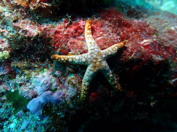Fromia indica