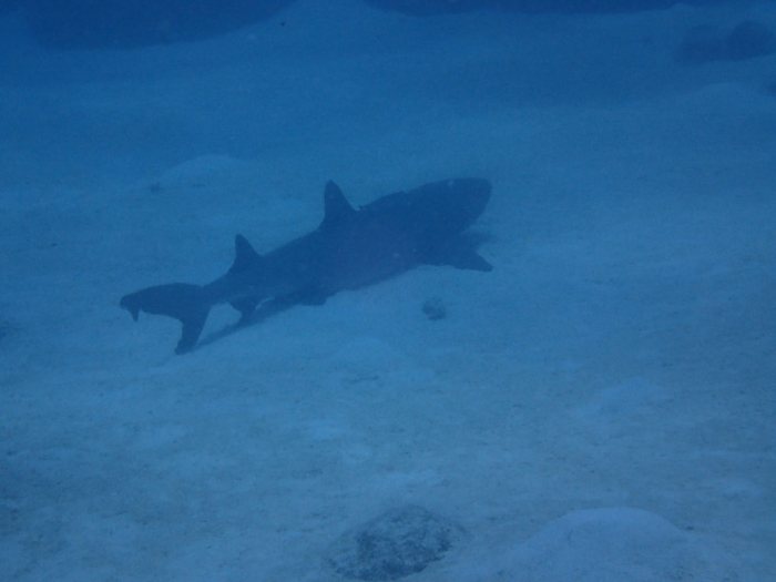 Requin à pointe blanche du lagon