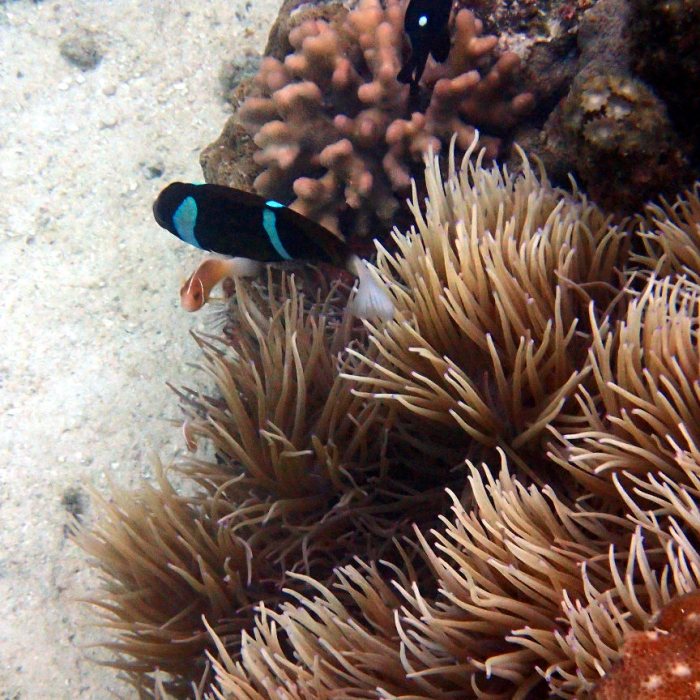 Amphiprion akindynos