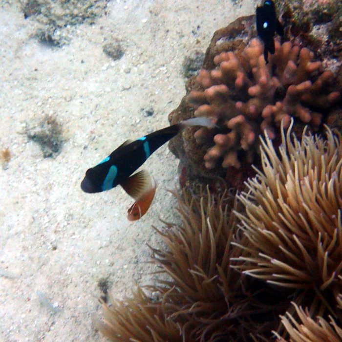 Amphiprion akindynos
