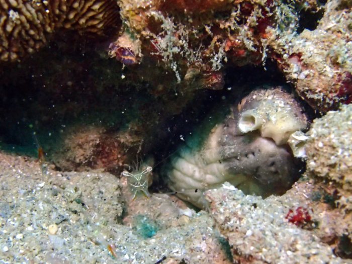 Ophichthus cephalozona