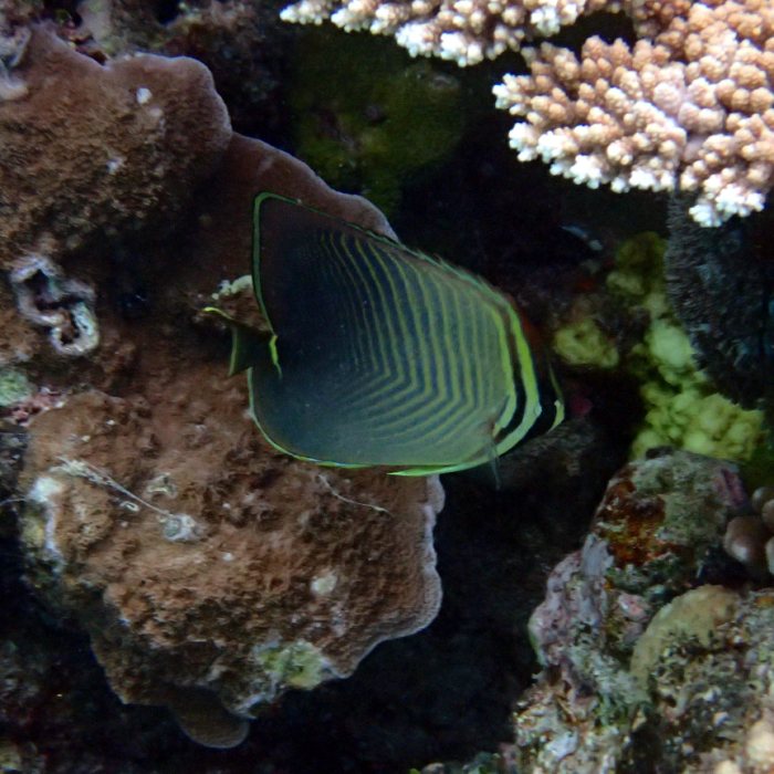 Chaetodon baronessa