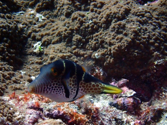 Canthigaster valentini