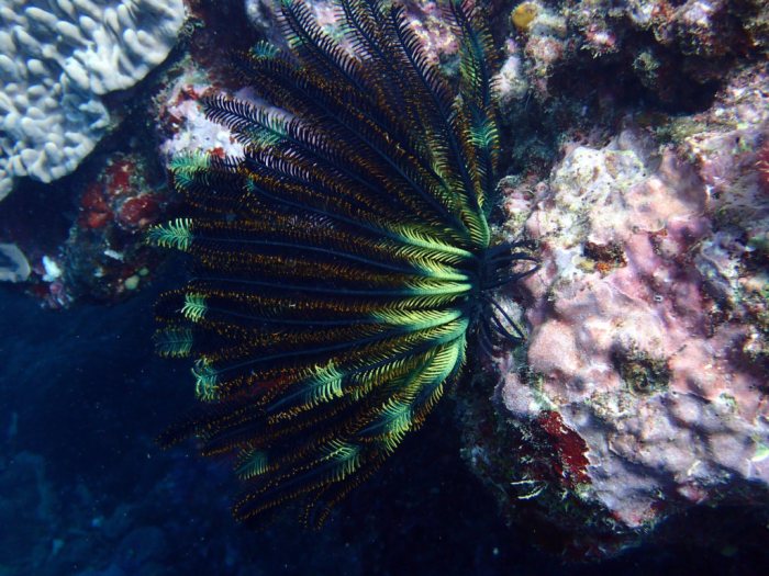 Crinoïde