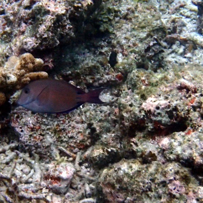 Ctenochaetus striatus