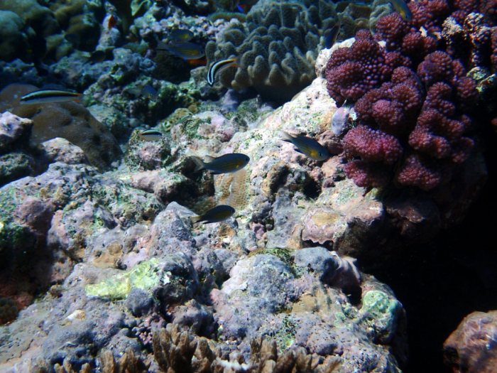 Chromis vanderbilti
