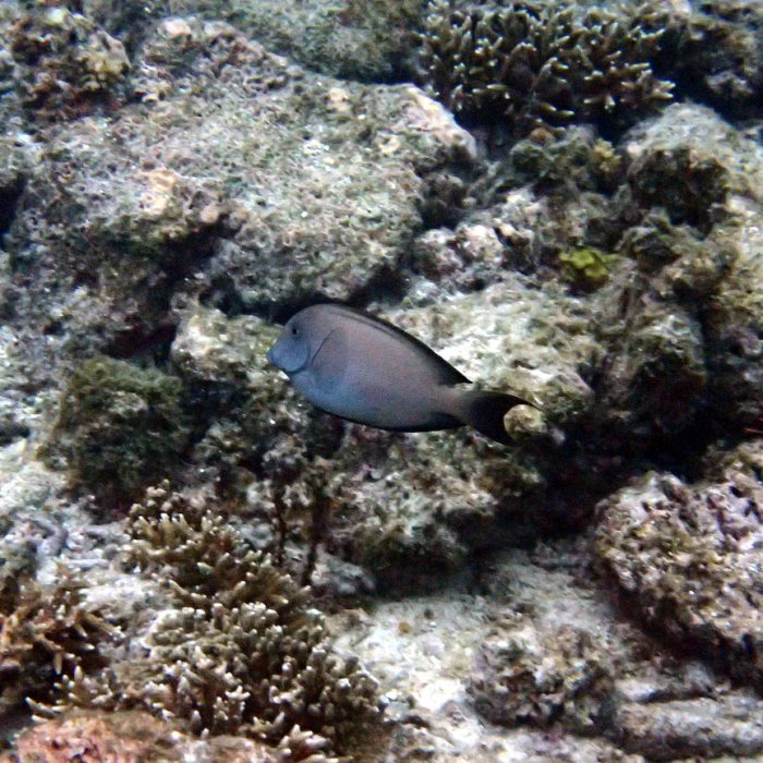 Ctenochaetus striatus