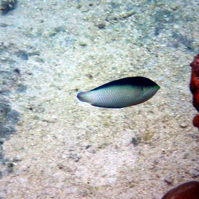 Anampses neoguinaicus