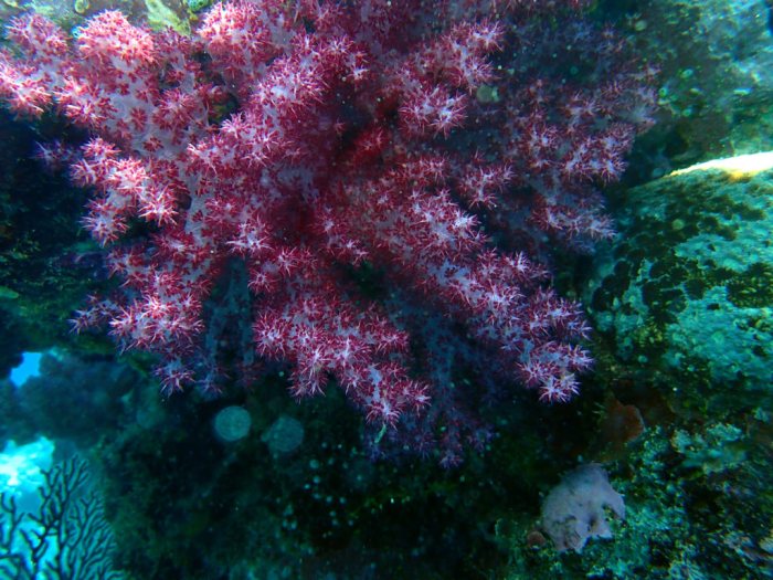Dendronephthya sp.
