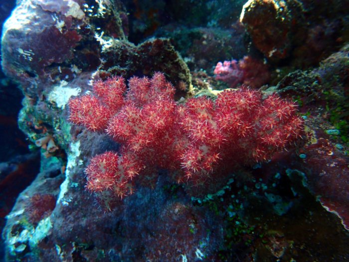 Dendronephthya sp.