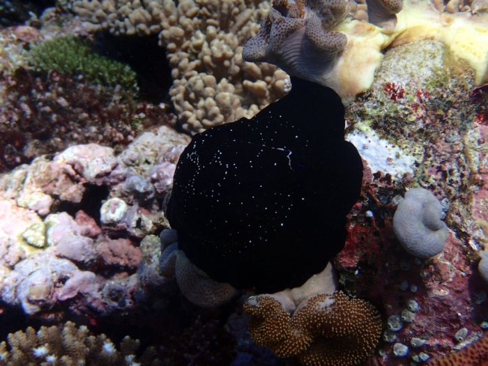 Ovula ovum