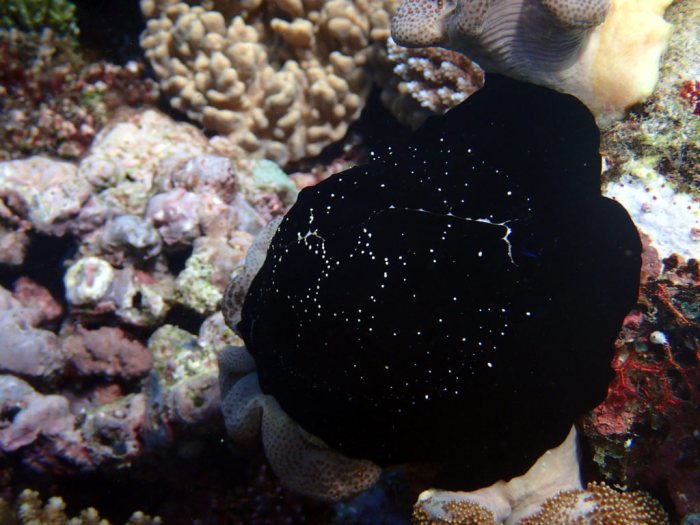 Ovula ovum