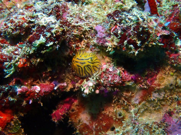 Halgerda johnsonorum