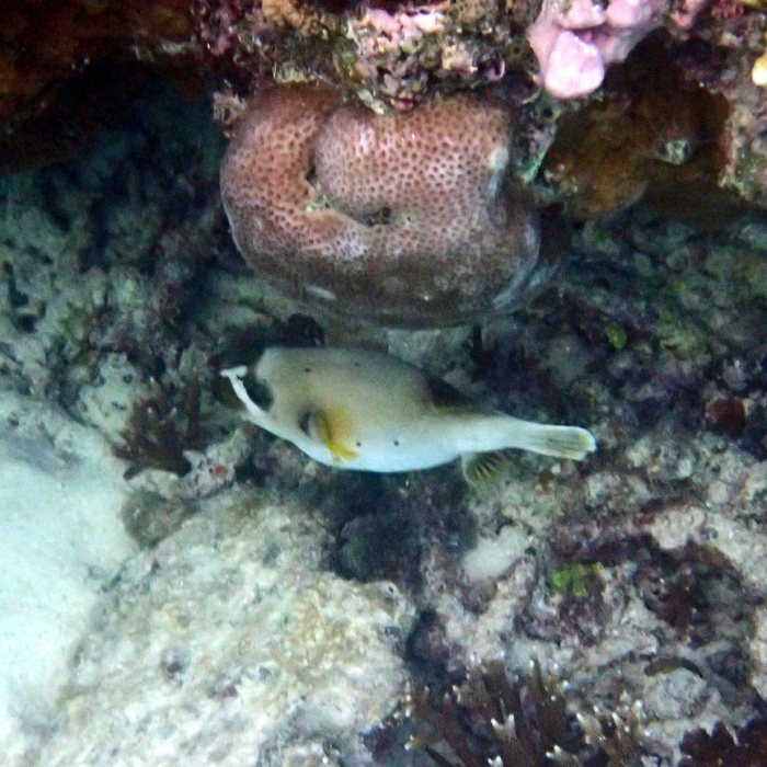 Arothron nigropunctatus