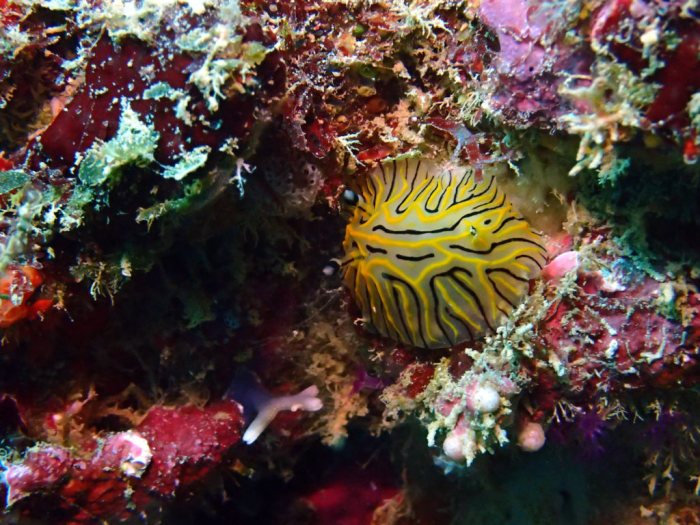 Halgerda johnsonorum