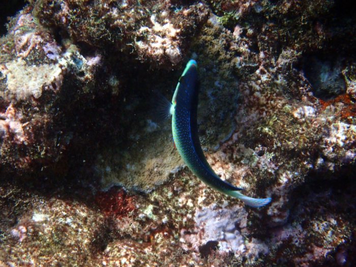 Anampses neoguinaicus