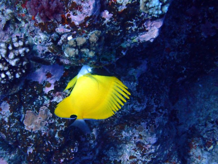 Forcipiger flavissimus
