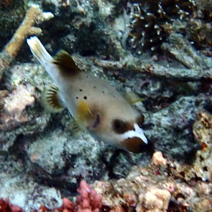 Arothron nigropunctatus
