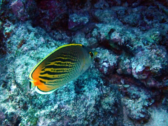 Chaetodon pelewensis
