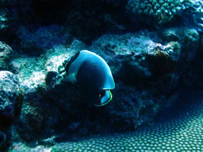 Chaetodon reticulatus