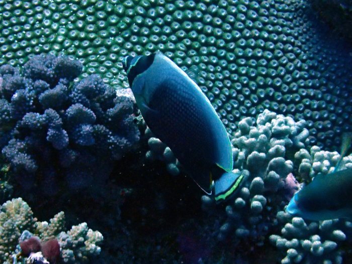 Chaetodon reticulatus