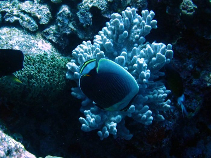 Chaetodon reticulatus