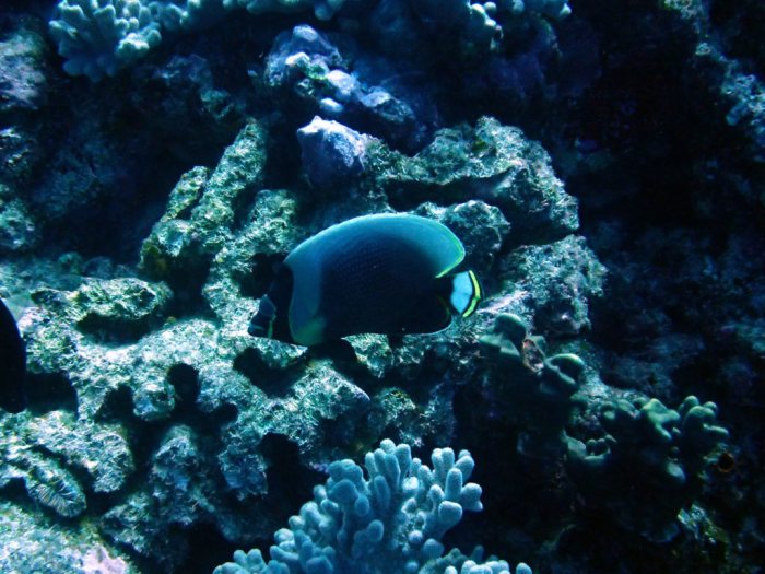 Chaetodon reticulatus