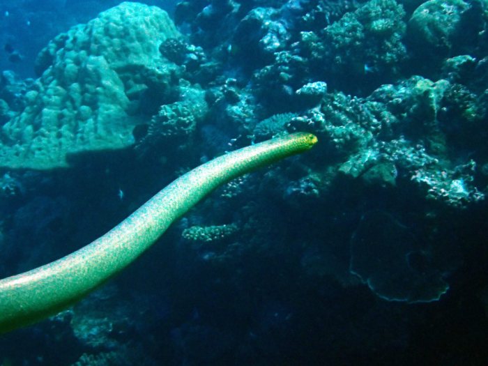 Aipysurus laevis