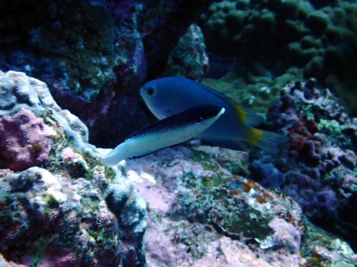Anampses neoguinaicus