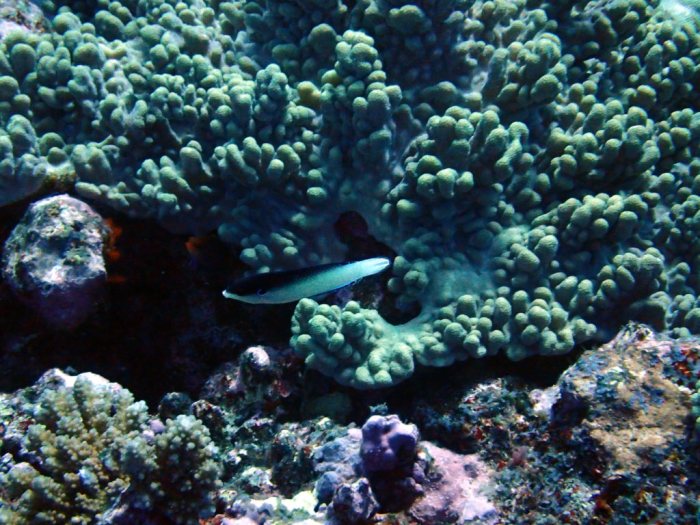 Anampses neoguinaicus