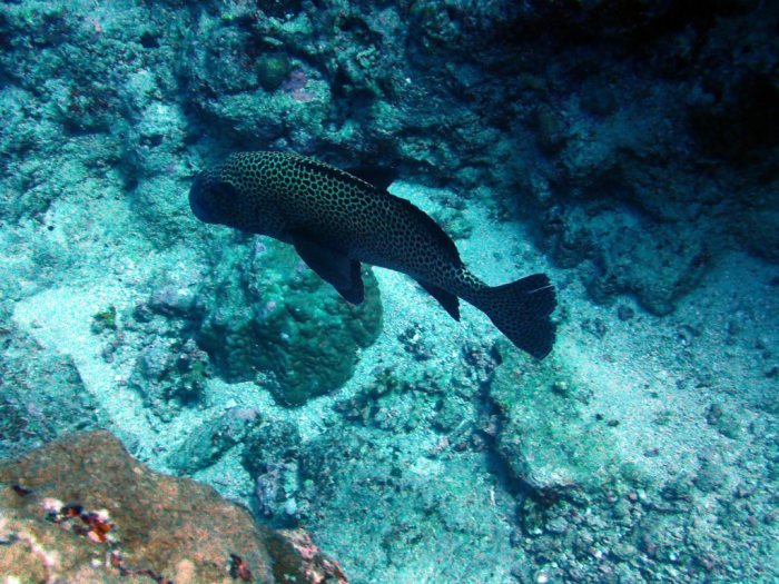Plectorhinchus chaetodonides