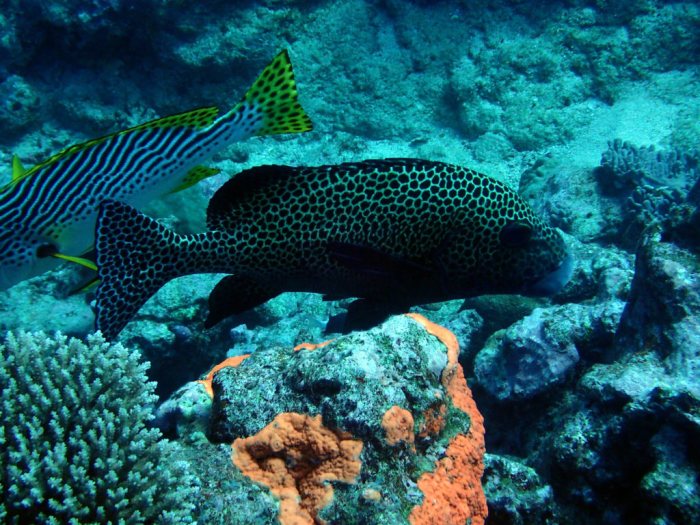 Plectorhinchus chaetodonides