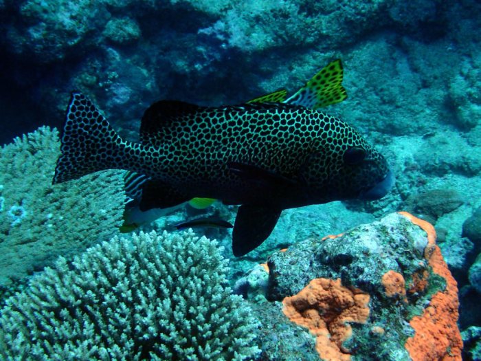 Plectorhinchus chaetodonides