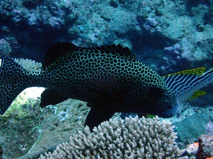 Plectorhinchus chaetodonides