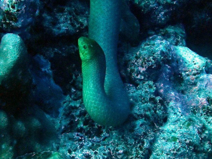 Aipysurus laevis
