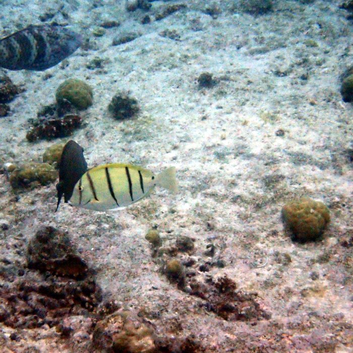 Acanthurus triostegus