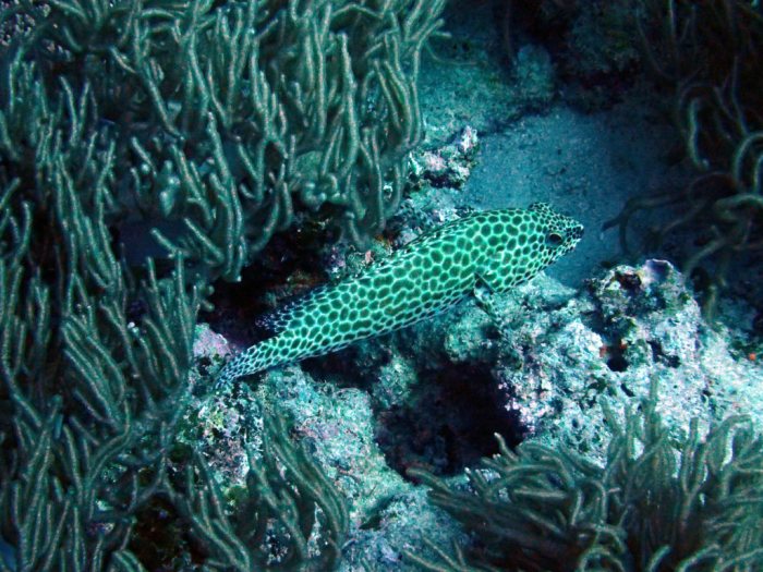 Epinephelus merra