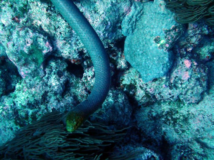 Aipysurus laevis