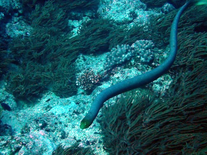Aipysurus laevis