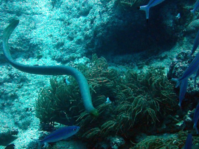 Aipysurus laevis