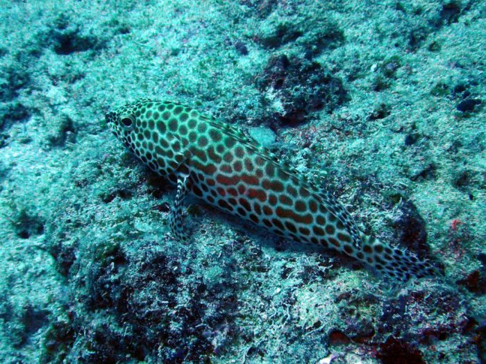 Epinephelus merra