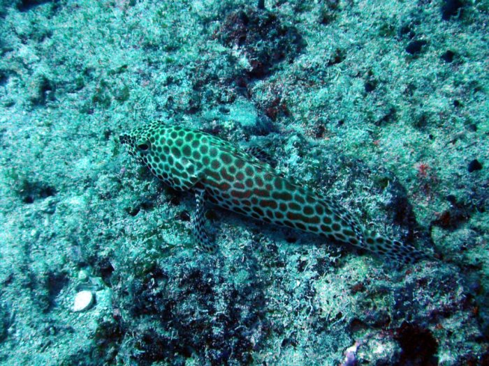 Epinephelus merra