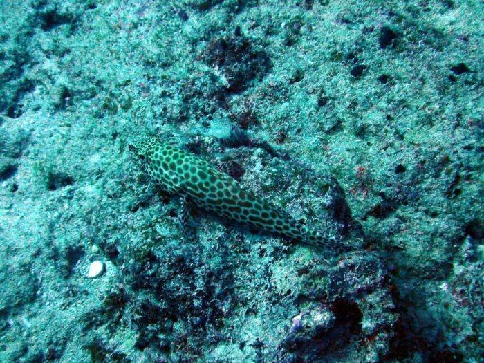 Epinephelus merra