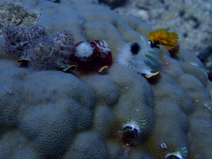 Spirobranchus corniculatus