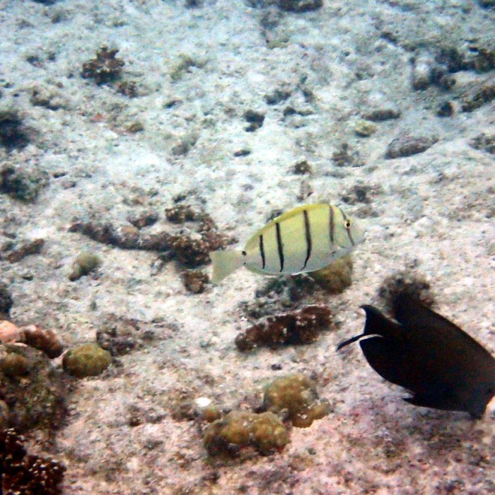 Acanthurus triostegus