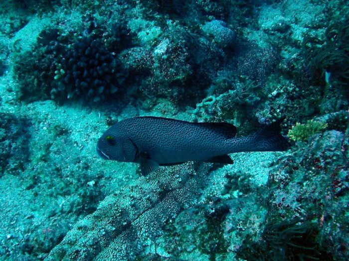 Plectorhinchus chaetodonides