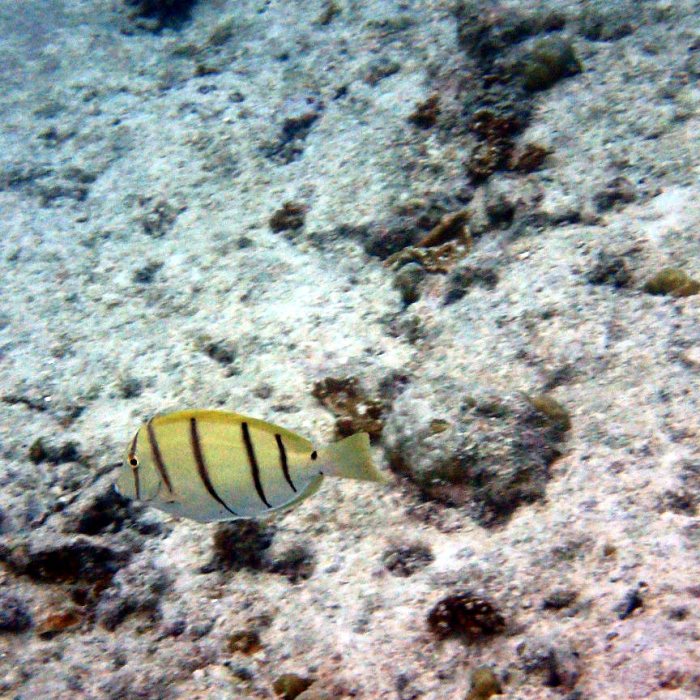 Acanthurus triostegus