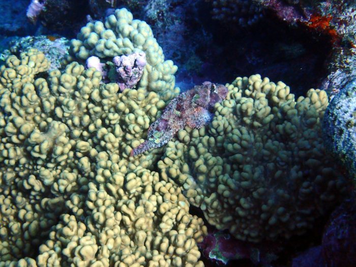 Scorpaenopsis macrochir