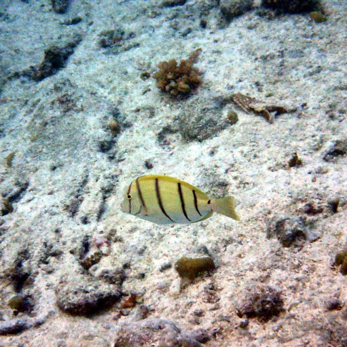 Acanthurus triostegus