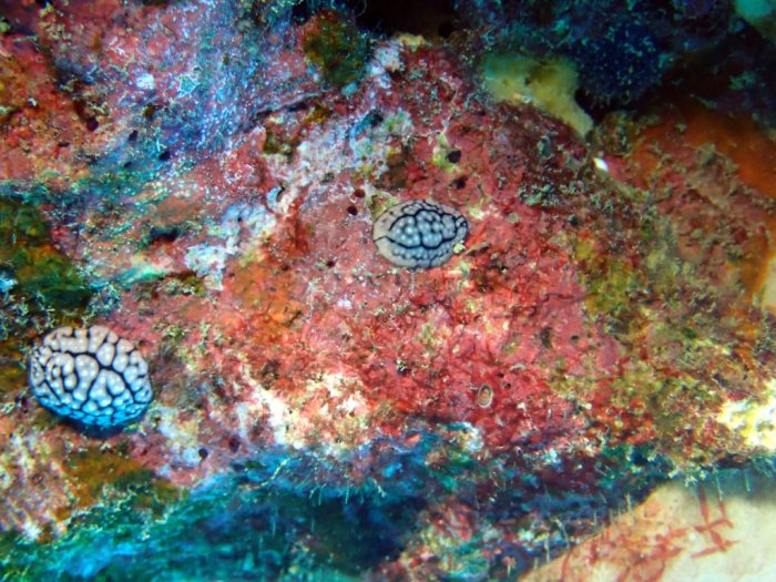 Phyllidiella pustulosa